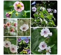 Semi di marshmallow - resistenti Altea officinalis - semi di medicinali perenni da esterno resistenti da giardino roccioso 500pcs