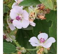 Semi di marshmallow - vecchie varietà di semi Altea officinalis - da balcone semi di resistenti per il giardino 120pcs