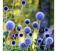 semi di martellato - resistenti per balcone esotiche per esterni il giardino perenni alla copertura del 30pcs