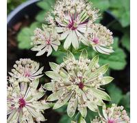 Semi di Masterwort - semi di selvatici biologica resistenti per i luoghi soleggiati balcone vecchie 50pcs