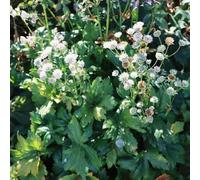 Semi di Masterwort - semi di selvatici organico decorazioni da giardino per esterni decorazione floreale per i luoghi soleggiati come bomboniera copertura del terreno 350pcs