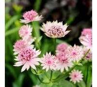 Semi di Masterwort - vecchie varietà da balcone esotico per i luoghi soleggiati resistenti serre da balcone copertura del terreno prati fioriti semi di 600pcs