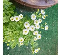 semi di Matricaria, balcone per il giardino roccioso 600pcs