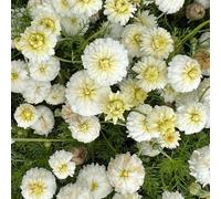 Semi di Matricaria - resistenti per giardini rocciosi vecchie varietà aiuole rialzate per i luoghi soleggiati decorazioni giardino 100pcs