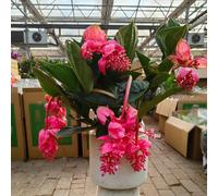 semi di medinilla magnifica, giardino copertura del terreno interno balcone 350pcs