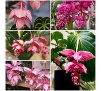 Semi di Medinilla, Medinilla Magnifica, decorazione da giardino per esterni vecchie varietà per il giardino per esterno resistenti all'inverno 350pcs