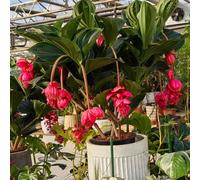 Semi di Medinilla, Medinilla Magnifica, semi di selvatici vecchie varietà semi da balcone resistenti perenni decorazione soggiorno 250pcs