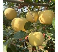 semi di mela di giardino mela mela di giardino interni Letti elevati per il giardino balcone resistenti balcone resistenti letti elevati riverdimento 150pcs