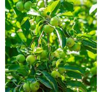 semi di mela melo - decorazione da ufficio resistenti giardino spalla 10pcs