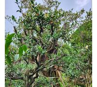 semi di melaleuca, semi di tè, comprare Semi di Camellia sinensis, verdi sempreverdi resistenti regali per gli amanti del giardino esotici 80pcs