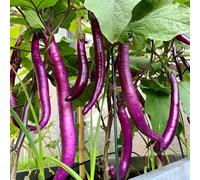Semi di melanzana - antiche varietà di vecchie varietà d'appartamento rare resistenti giardino sul balcone orticole biologico sostenibili 700pcs