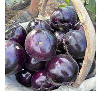 semi di melanzana, balcone serra sostenibili esotico resistenti vecchie varietà semi di giardino sul balcone verdi raro aromatiche da 50pcs