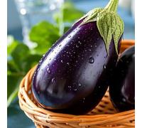 Semi di melanzane, resistenti per il giardino da esterno resistenti verdi semi di antichi giardino sul balcone acquistare 1000pcs