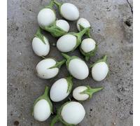 Semi di melanzane, resistenti per il giardino sul balcone semi di da giardino da esterno resistenti 400pcs