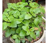 Semi di melissa, Melissa officinale, semi di da cucina vecchie varietà perenni 80pcs