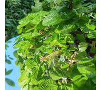 Semi di melissa - resistenti per il giardino Melissa officinale - giardino sul balcone semi di perenni 300pcs