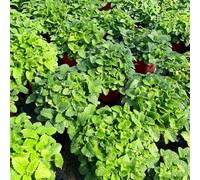 Semi di melissa - resistenti selvatiche prodotti sostenibili sempreverde, resistente al freddo per giardinieri resistenti esterno in vaso giardino 450pcs