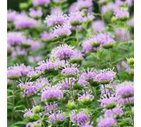 Semi di melissa - semi di selvatici vecchie varietà organico per giardinieri esotico resistenti copertura del terreno per luoghi soleggiati da 500pcs