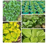 Semi di melissa, sul balcone Melissa officinale, da giardino roccioso resistenti perenni 200pcs