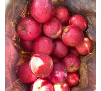 semi di melo-Coltivazione di semi,da frutto colonnari da giardino,per il giardino Le perenni sono perenni resistenti da frutto 200pcs