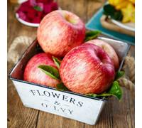 semi di melo-Coltivazione di semi,da frutto colonnari Giardino to,regali per gli amanti del giardino Giardino decorativo,150pcs