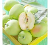 semi di melo-da balcone,balcone serra Semi di,resistenti per il giardino Le da giardino sono perenni resistenti da frutto, 10pcs