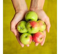 semi di melo-da giardino,per il giardino Aiuole rialzate per il giardino,resistenti da frutto,a crescita rapida,150pcs