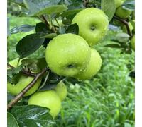 semi di melo - esotici di mela, resistenti per contenitori di antiche varietà regali sostenibili rustiche per balconi regali insoliti balcone 50pcs