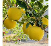 semi di melo-Le perenni sono perenni resistenti vere,decorative da giardino,da giardino da balcone,balcone serra in vaso 250pcs