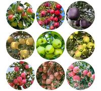 semi di melo - mela vecchie varietà, per il giardino di biologici 400pcs