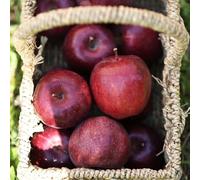 semi di melo-Semi di,da giardino resistenti Giardino decorativo,facile da piantare semi biologici,per luoghi soleggiati Giardino to 200pcs