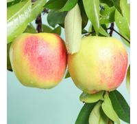 semi di melo-Semi di,resistenti per il giardino Le da giardino sono perenni resistenti semi biologici,per luoghi soleggiati Vasi per,20pcs