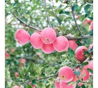 semi di melo-Semi di,resistenti per il giardino Le da giardino sono perenni resistenti semi biologici,per luoghi soleggiati Vasi per,20pcs