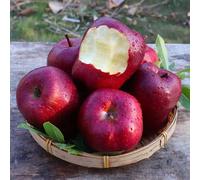 semi di melo-Semi di,resistenti per il giardino Semi di,per esterno da frutto 30pcs