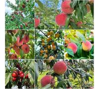 Semi di melocotonero giardino di rocce resistenti, bonsái montagna, varietà antiche 25pcs