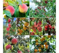 Semi di melocotonero ombra resistenti, montagna, semi biologici 15pcs