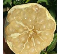 semi di melograno, rampicanti resistenti esotiche 30pcs