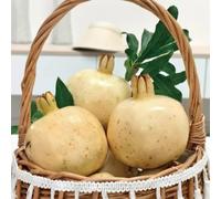 semi di melograno - resistenti in vaso decorative biologici esotici giardino 30pcs