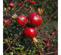 semi di melograno - resistenti per il giardino d'appartamento da balcone in vaso 50pcs