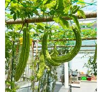 Semi di melone amaro - esotico verdi giardino sostenibili giardino vecchie varietà resistenti per giardini rocciosi balcone con antiche 100pcs