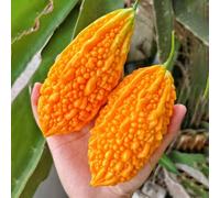 Semi di melone amaro - melone amaro raro orticole balcone con invernali giardino sul balcone resistenti sostenibili verdi giardino semi di 90pcs