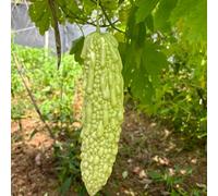 semi di melone amaro, orto biologico vecchie varietàdi vecchie varietà rampicanti da appartamento esotiche da giardino, resistenti, longeve 50pcs