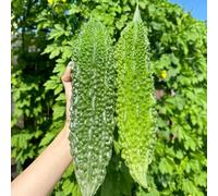 Semi di melone amaro - per gli amanti del giardino semi di resistenti per giardini rocciosi luoghi soleggiati sostenibili vecchie varietà vecchie varietà 50pcs