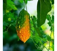Semi di melone amaro - sostenibili antiche varietà di vecchie varietà melone amaro raro balcone con giardino sul balcone semi verdi giardino 90pcs