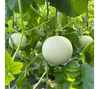 Semi di melone, Cucumismelo, biologici le sono resistenti per il giardino fresca antiche varietà 100pcs