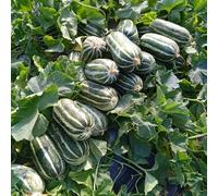 Semi di melone - da balcone resistenti Cucumis melo - biologici per il giardino dei semi di fresca rustiche 250pcs