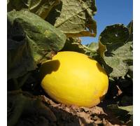 semi di melone, per il giardino Cantalupo decorazioni per esterni di vecchie varietà da appartamento balcone in serra resistenti all'inverno 300pcs