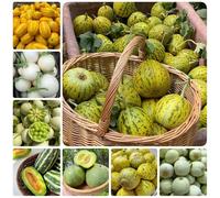 Semi di melone - per il giardino Cucumis melo - semi di frutteto di balcone esotiche fresca 500pcs