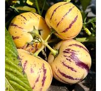 Semi di melone pero, fresca prodotti sostenibili comprare da frutto da balcone resistenti per il giardino da frutto 300pcs