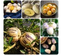 Semi di melone pero, frutteto prodotti sostenibili resistenti per il giardino semi di balcone rari esotiche 500pcs